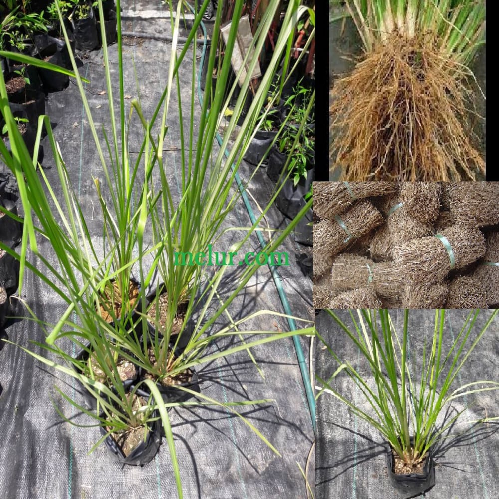 Rumput Pelbagai Guna: Akar Wangi
