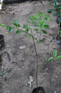 Moringa Oleifera Seeds (1kg)