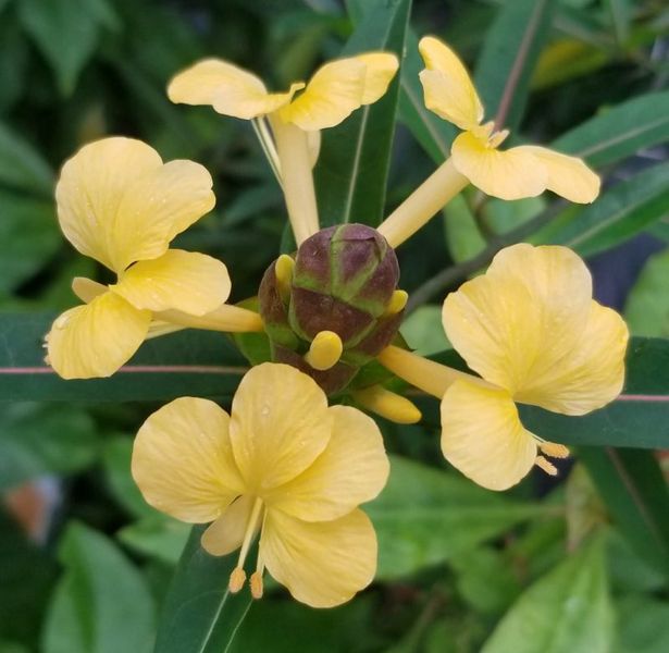 pokok badang