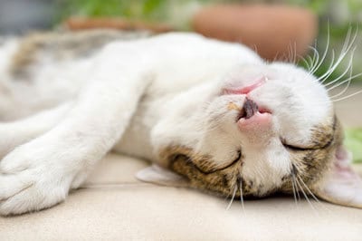 Catnip Buzz