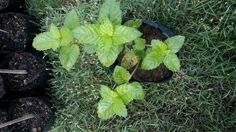 pokok cincau hitam