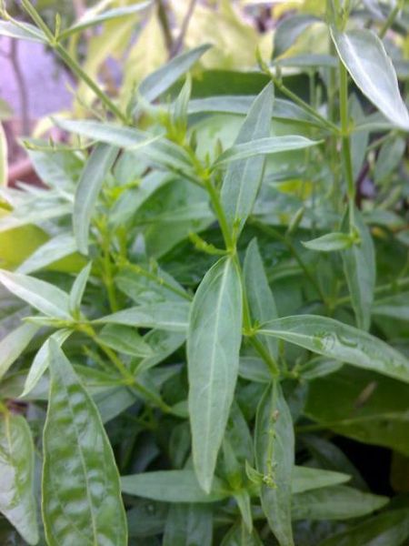 Daun dan batang pokok Hempedu Bumi