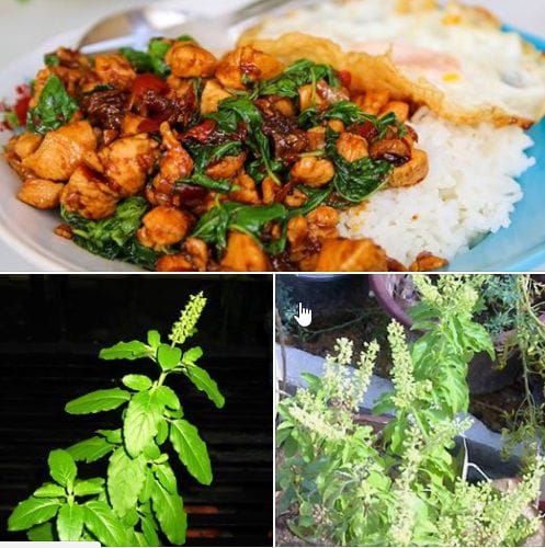holy basil
