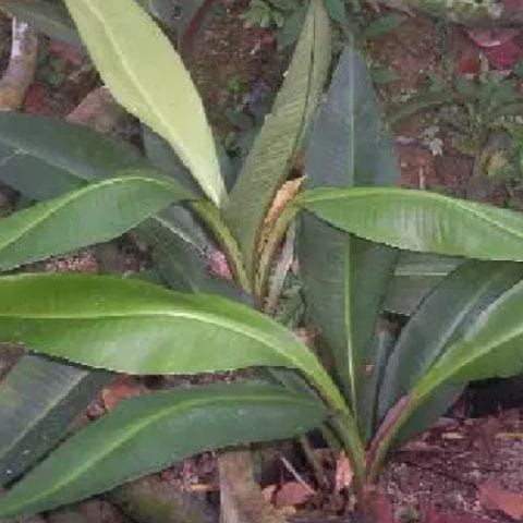 Gambar pokok Kacip Fatimah