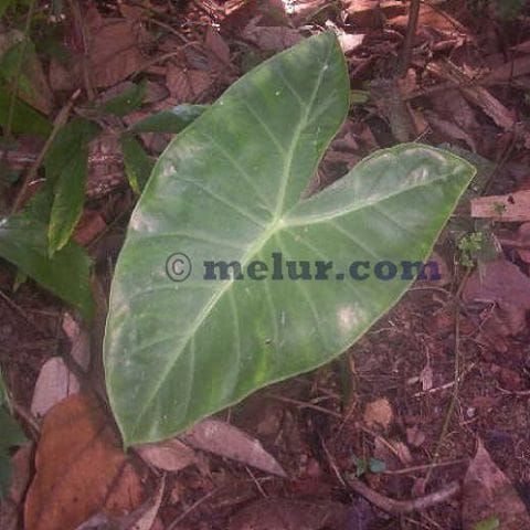keladi candik