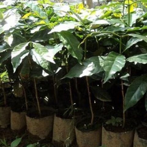 kopi