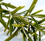 Rosemary