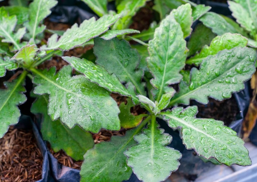 Herba Pilihan