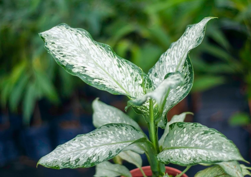 Herba Pilihan