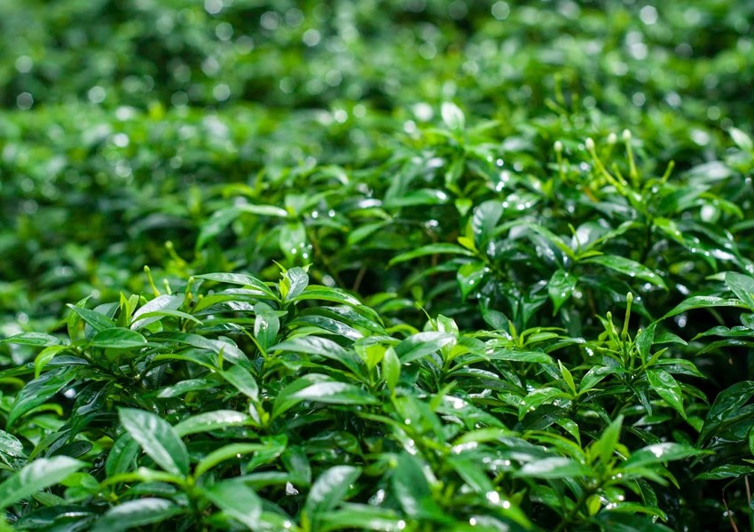 Herba Pilihan