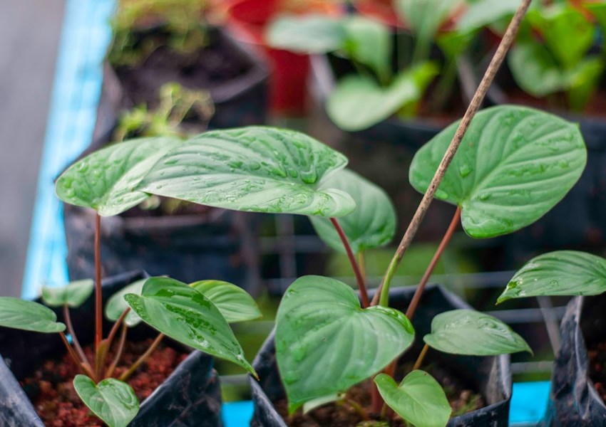 Herba Pilihan
