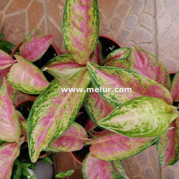 Aglaonema Red
