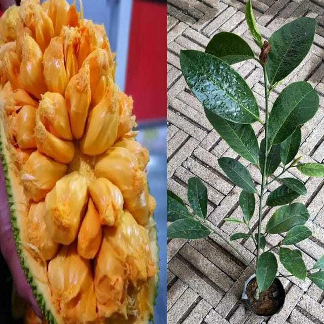 Anak Pokok Cempedak Champion | Cempedak King
