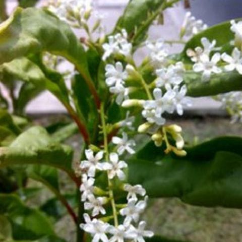 Anak Pokok Mayang Sari