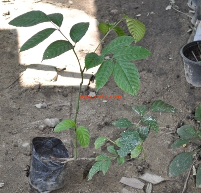 Anak Pokok Memali Putih
