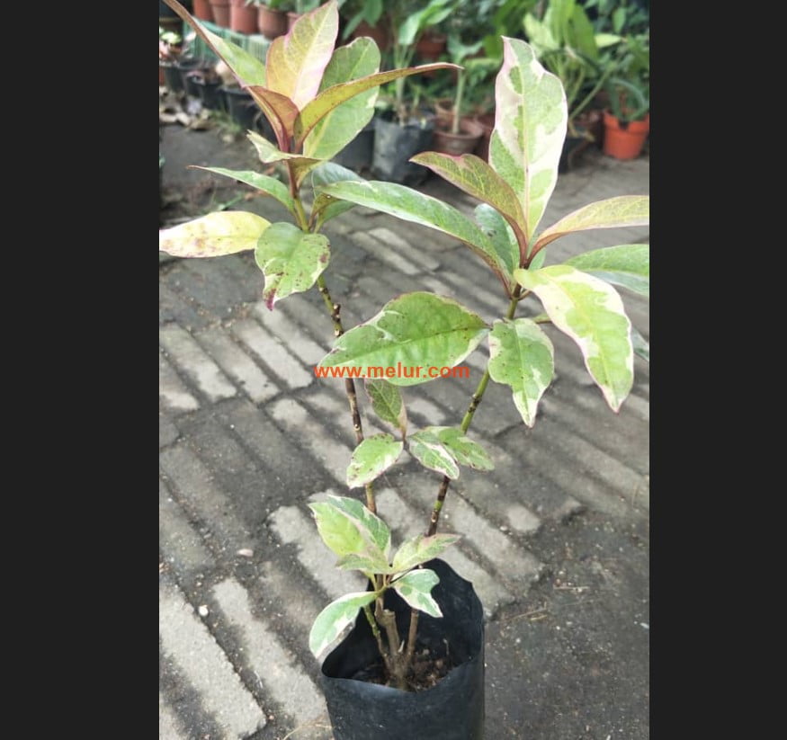 Anak Pokok Puding Belacan | Puding Hitam | Puding Rendang