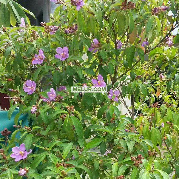 Anak Pokok Senduduk Merah | Senduduk Batang Merah | Senduduk Bunga Pink | Senduduk Bunga Merah Jambu