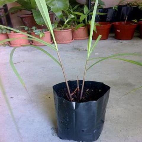Anak Pokok Serai Wangi