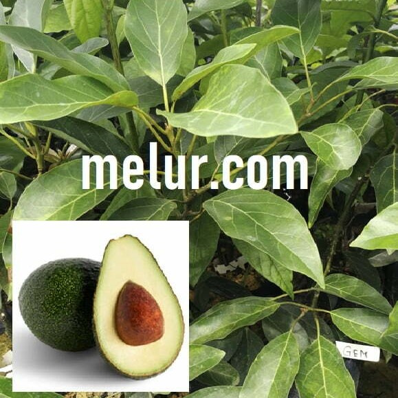 Avocado Gem Kahwin