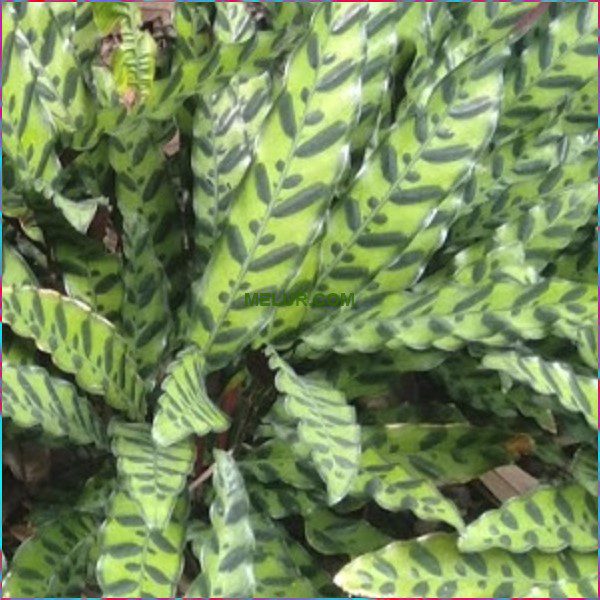 Calathea Lancifolia Live Indoor Plant | Anak Pokok Calathea Lancifolia