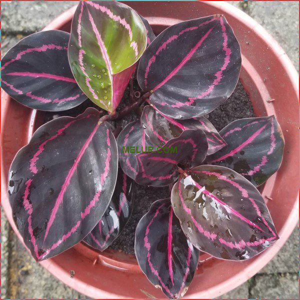 Calathea Roseopicta "Rosy"