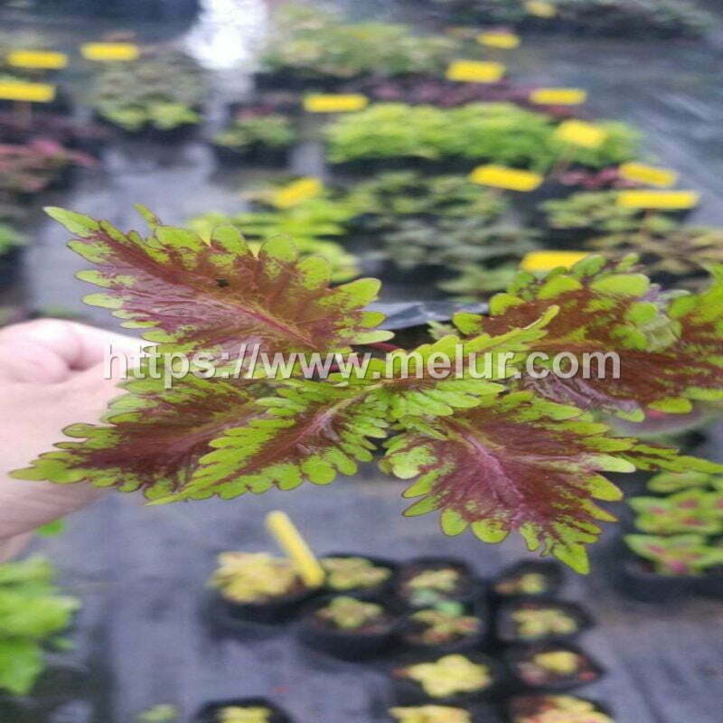 Coleus Oscar Cuttings / Keratan Batang Ati-ati Oscar