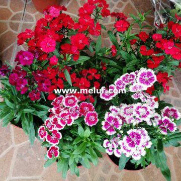 Dianthus