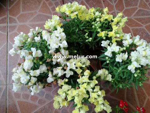 Garden Snapdragon