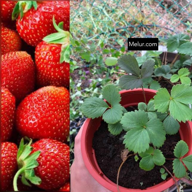 Japanese Sweet Charlie Strawberry Sapling (Lowland Strawberry) | Anak Pokok Strawberi Tanah Rendah Japanes Sweet Charlie