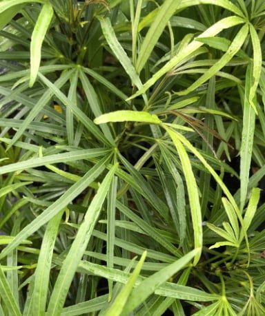Osmoxylon Green Plant