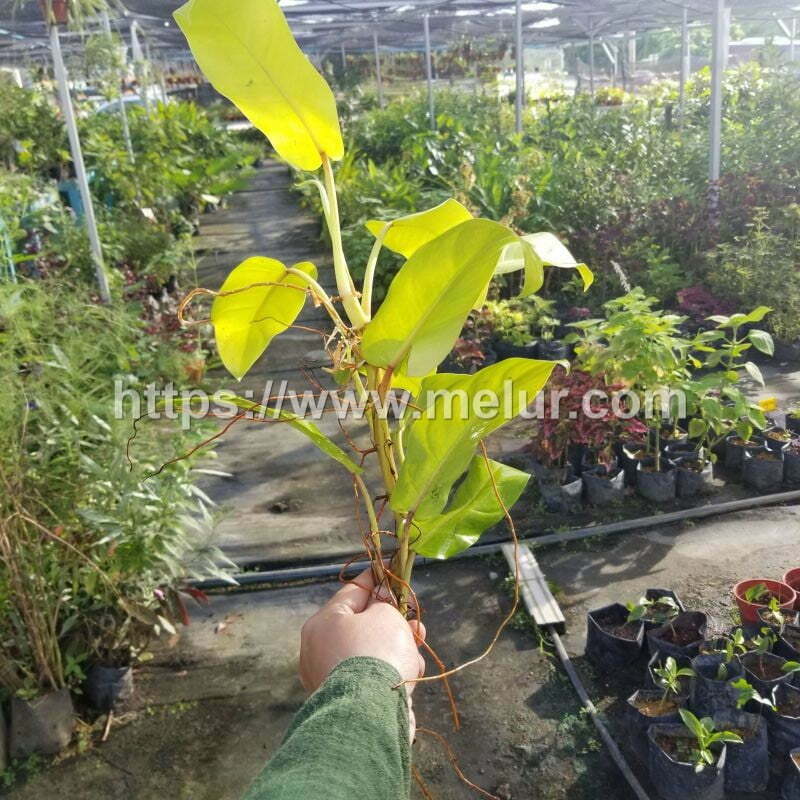 Philodendron erubescens gold (Philodendron Malay Gold) cutting  / keratan batang philodendron erubescens gold/ Philodendron Malay Gold