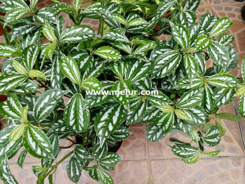Pilea Cadierei