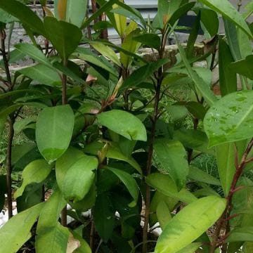 Pokok Cempenai |Mata Pelanduk |Mata Itik