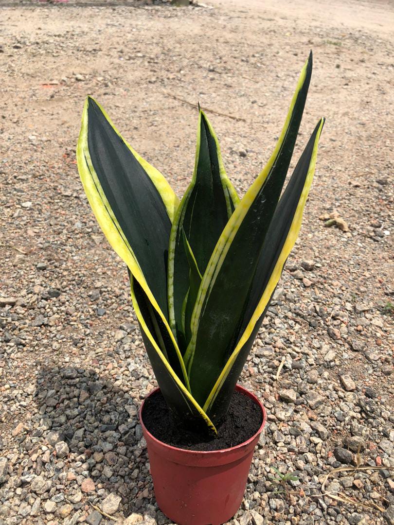 Sansevieria Trifasciata Var Superba