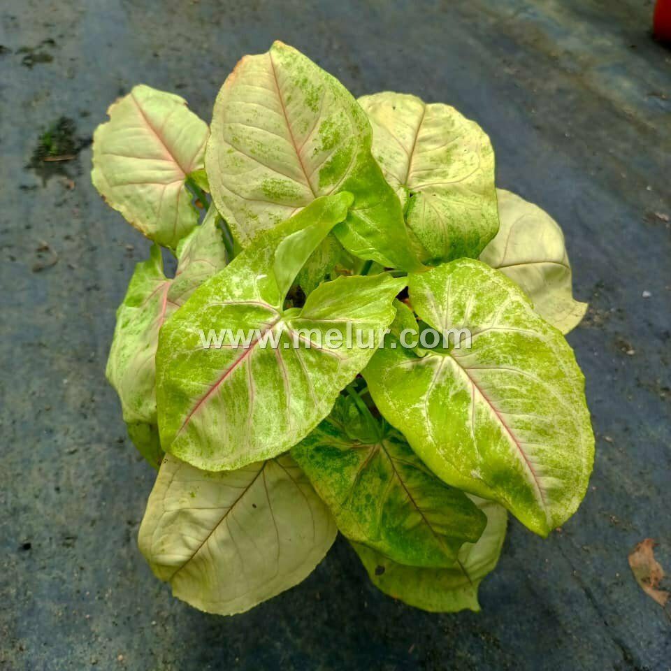 Syngonium 'Cream Allusion