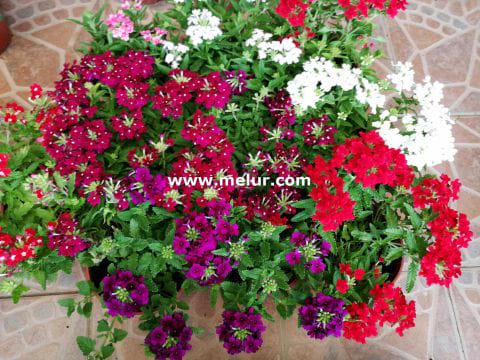 Verbena