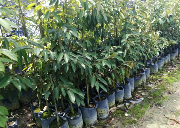 Supply of Seedlings