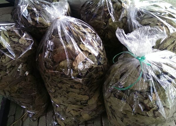 Supply of Dried Herbs