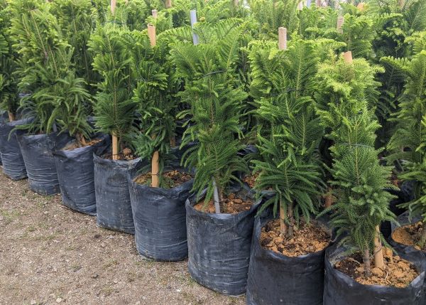 Pines Melur