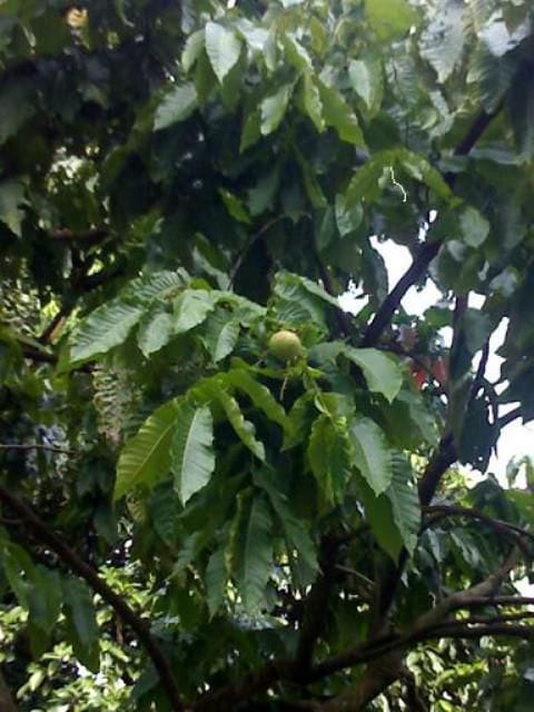 The Complete Guide to Growing and Enjoying Buah Perah: Malaysia's Vibrant Forest Treasure