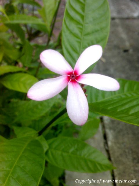 Kopsia