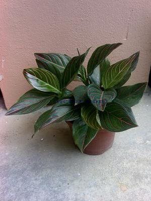 Aglonema