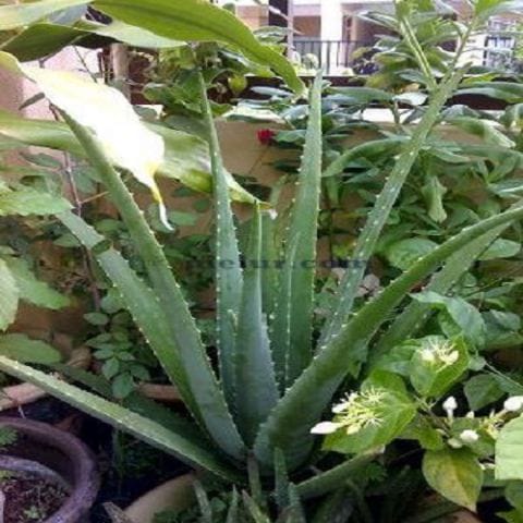 Lidah Buaya