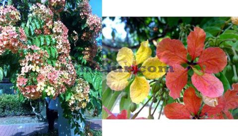 Bauhinia