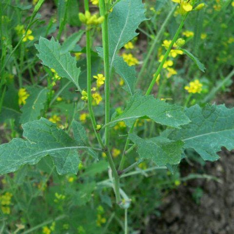 Biji Sawi  (Black Mustard Seed)