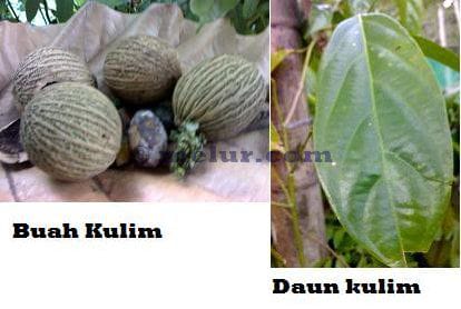 Kulim