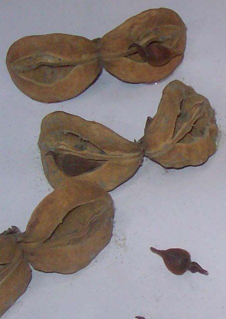 Gaharu/Depu