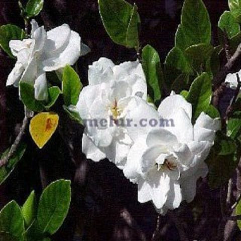 Bunga Cina / Melur Cina
