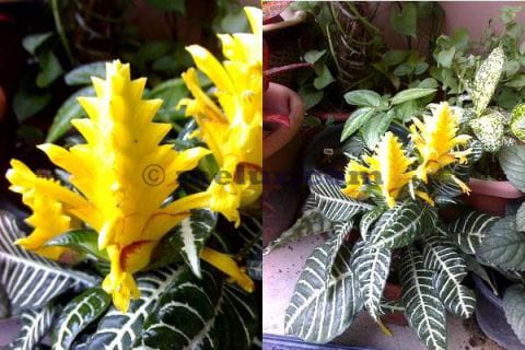 Pokok Zebra