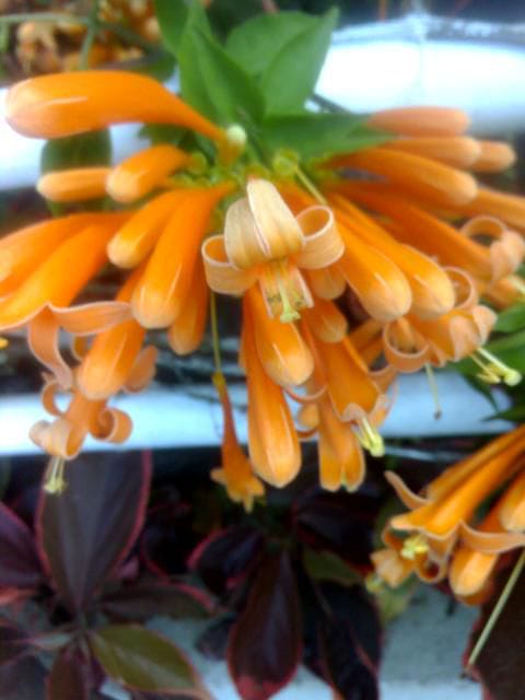 Cape Honeysuckle